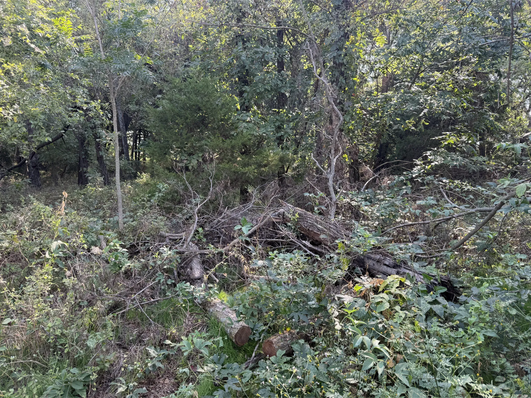 Malone land works mulching forestry oklahoma Before